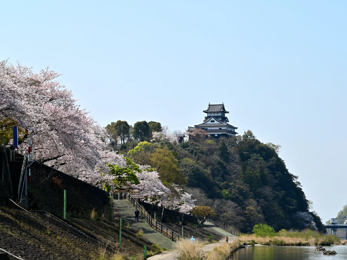 愛知県犬山市の犬山城。木曽川沿いの国宝天守と桜並木